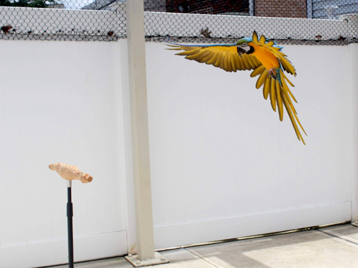 Blue and Gold Macaw Landing on a Training Perch