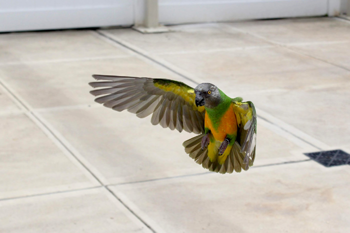 Flying Senegal Parrot