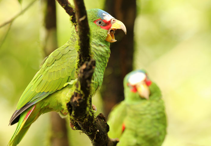 White-Fronted Amazons