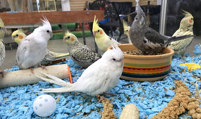 Baby Cockatiels