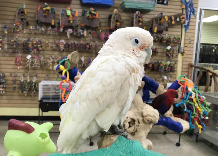 Baby Cockatoo