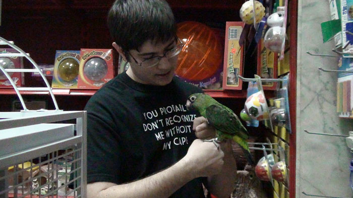 Trained Parrot Blog Jardine s Parrot at Bird Store Learning Step Up