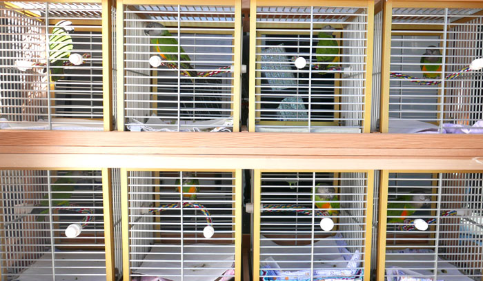 Senegal Parrots on Birdie Bus