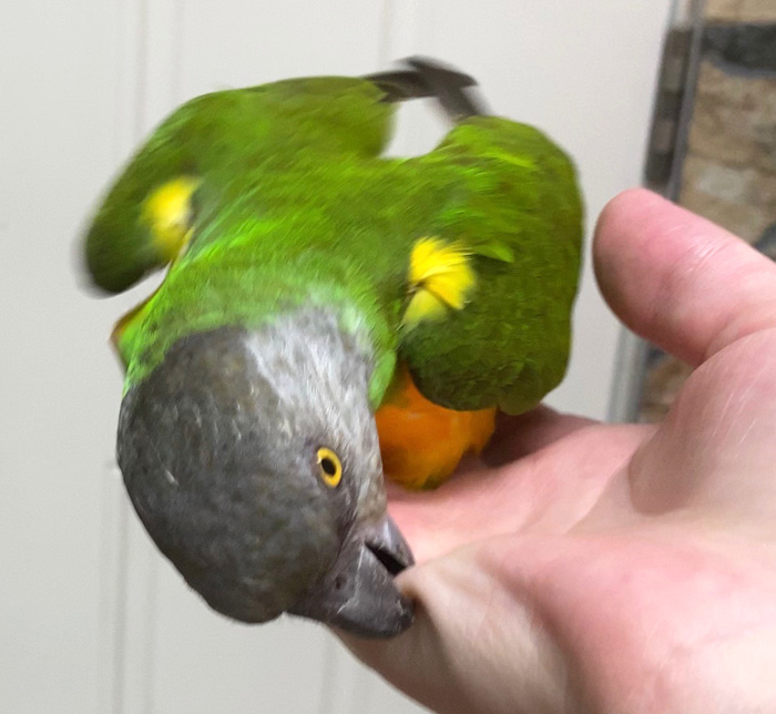 Senegal Parrot Biting Hand