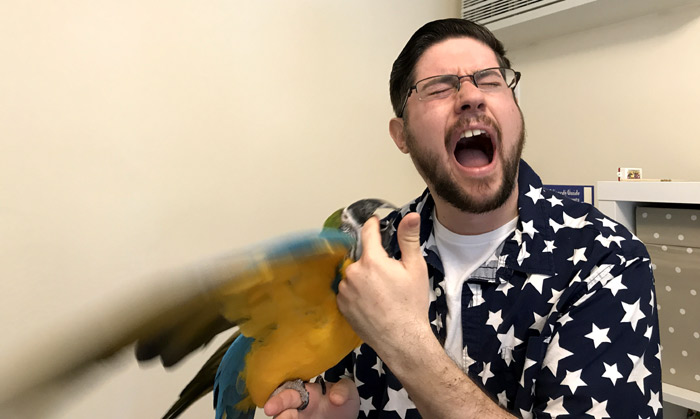 Macaw Biting Hard
