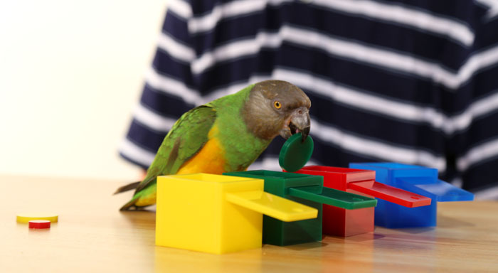 Parrot Wizard - Scale for Weighing Parrots for Trick Training