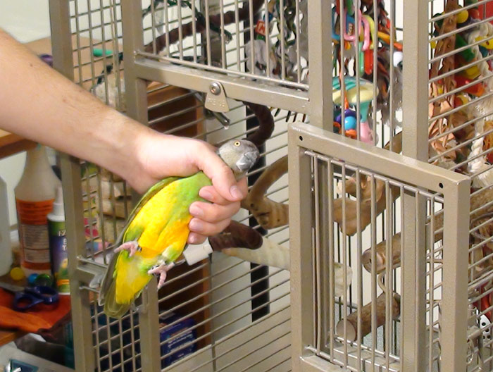 Toys For Parrots India Wow Blog