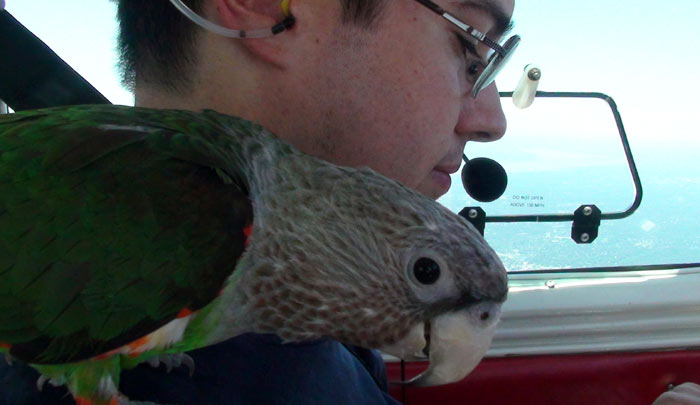 Cape Parrot on Shoulder in Airplane