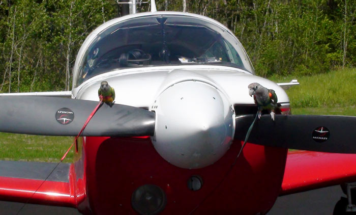 Parrots Perching on Airplane Propeller