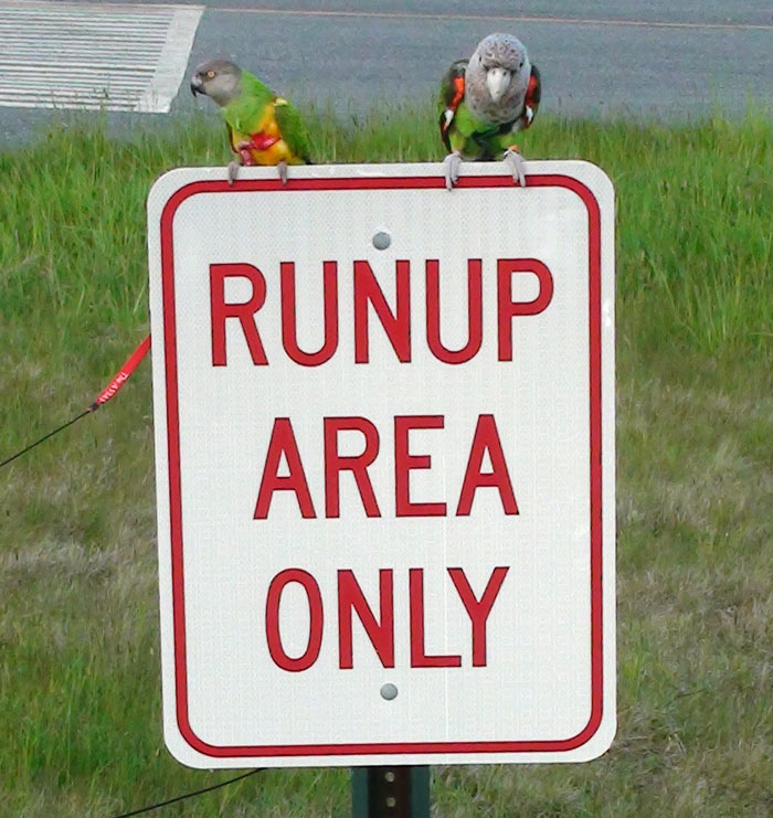 Parrots sitting on runup area only sign