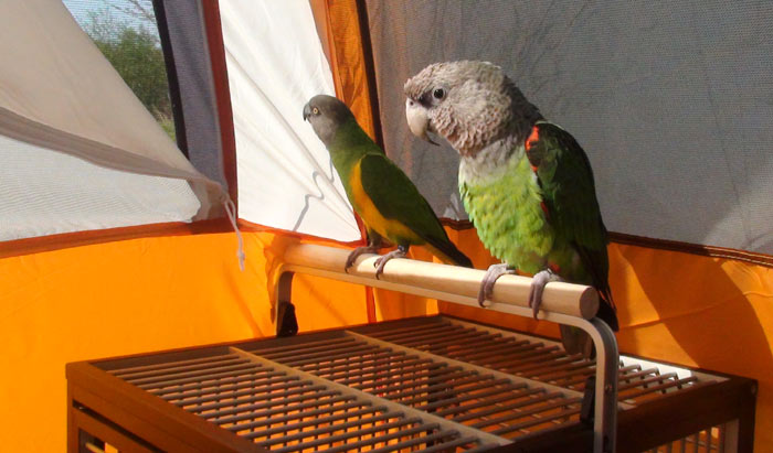 Parrots inside tent