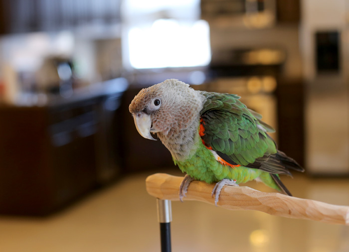 Pet Cape Parrot