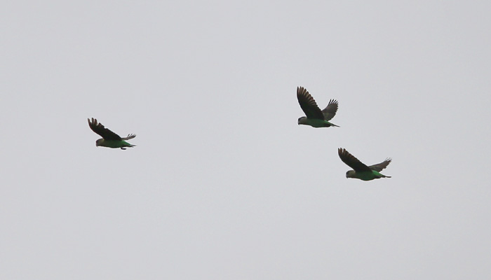 Flock of Cape Parrots