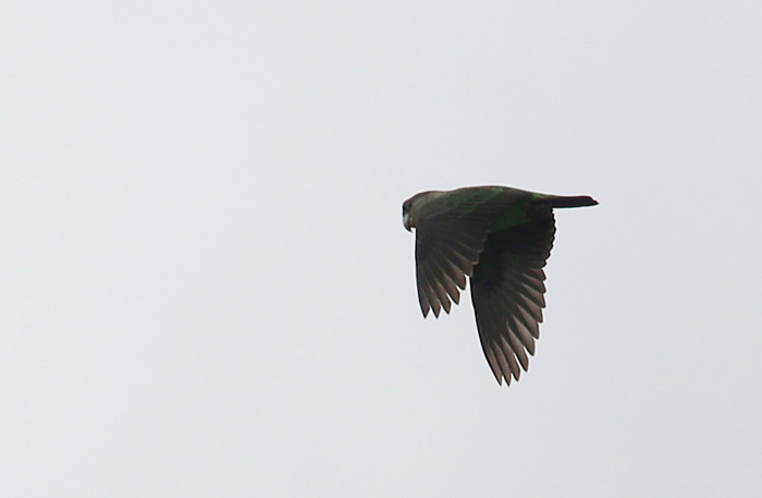 Brown Necked Parrot