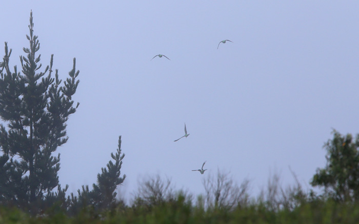 Cape Parrots Flying