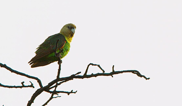 Brown Necked Parrot