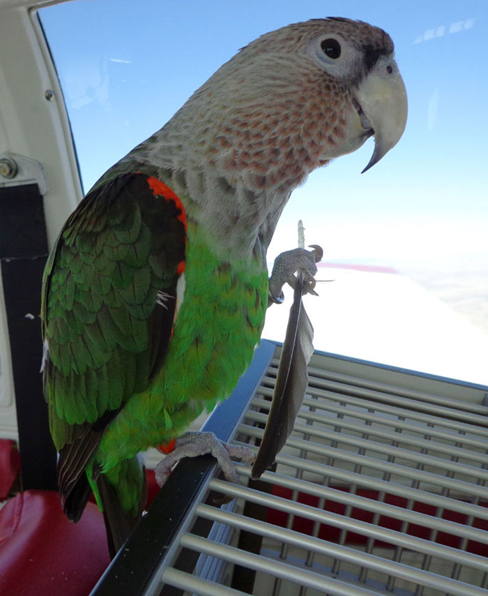 Brown Necked Parrot