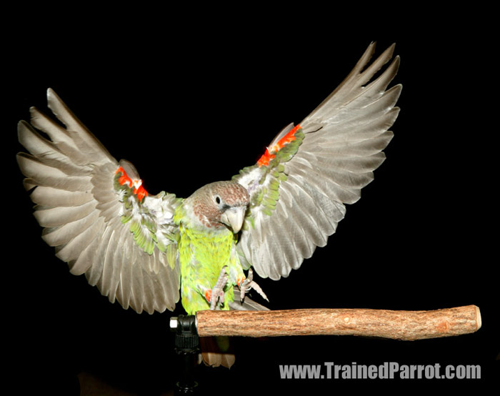 Cape Parrot Photo