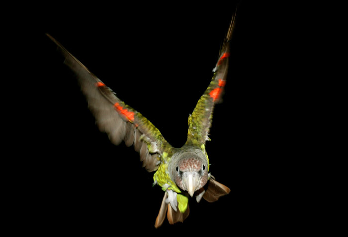 Cape Parrot Image