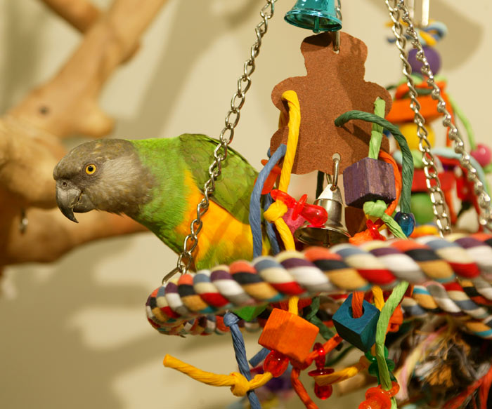 Senegal Parrot Climbing Tree