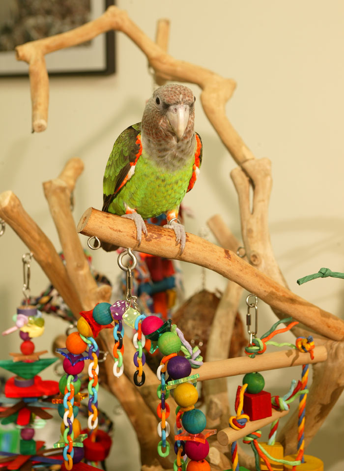Bird Parrot Toy Cage Toys Go Crazy for cockatoo african grey mini macaw quaker 