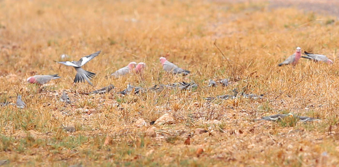 Galahs and Cockatiels Ground Foraging