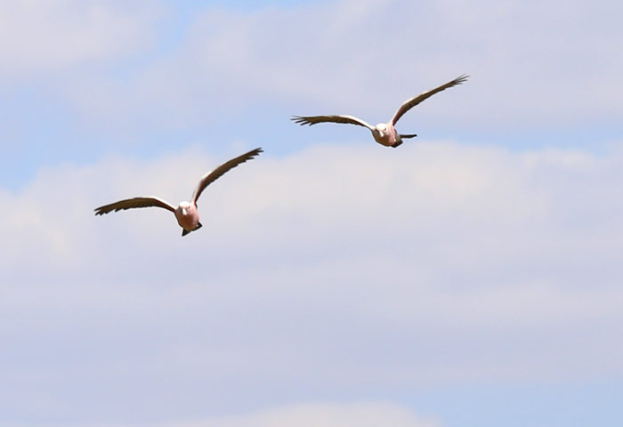 Wild Galahs Flying