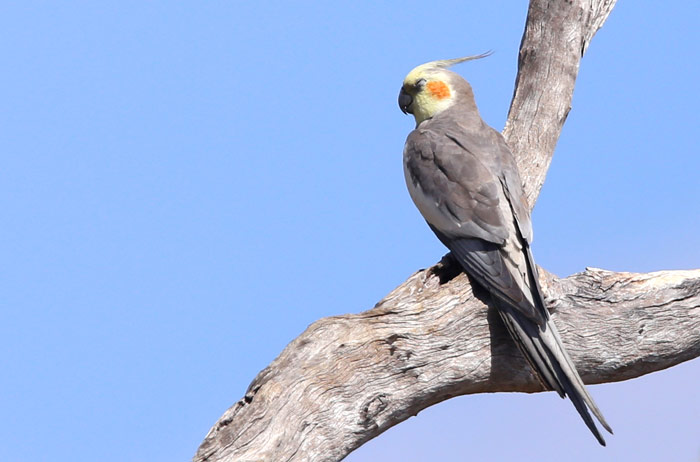 Wild Cockatiels Sleeping