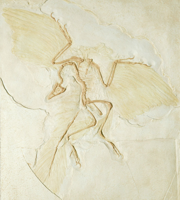 Fossil Cast of Archaeopteryx Lithographica Berlin Specimen