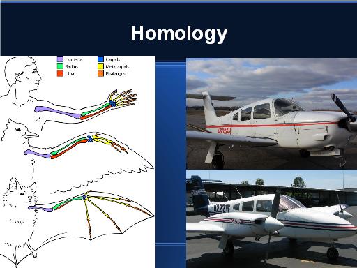 Homlogy of flying creatures