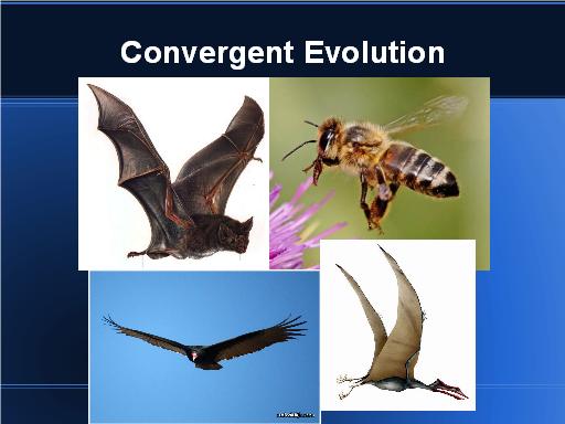 Convergent Evolution