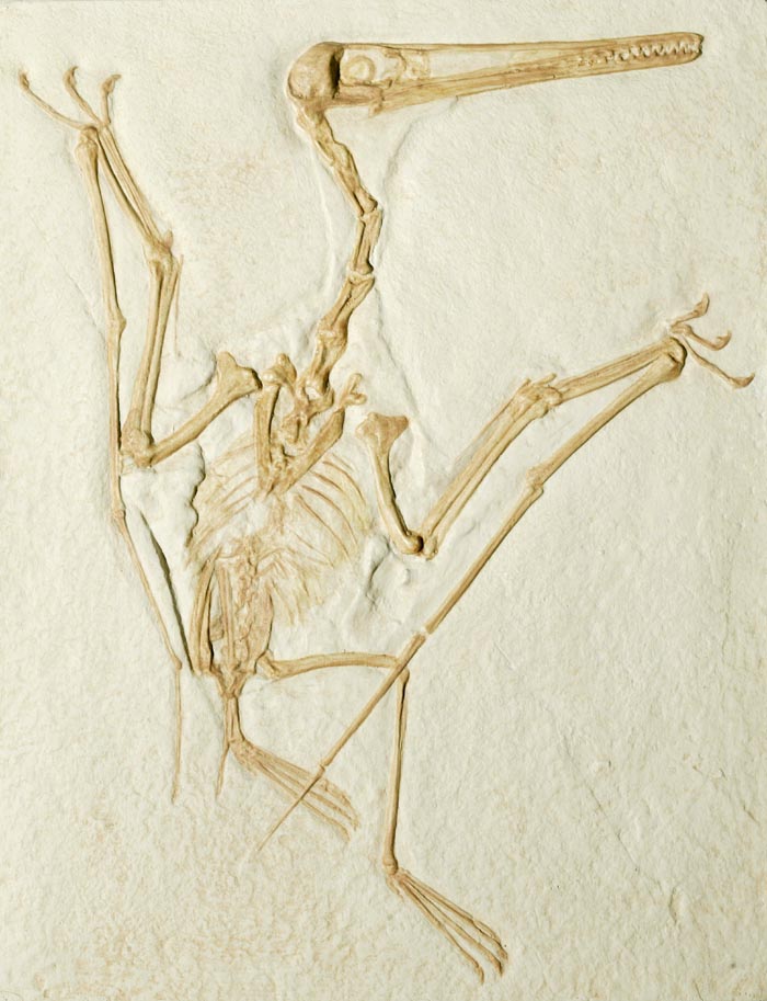 Fossil Cast of Pterodactylus Kochi