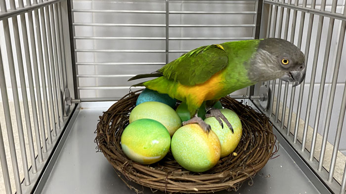 Senegal Parrot Sitting on Fertile Eggs Joke