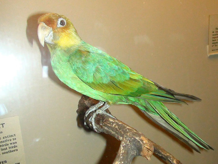 Photo of extinct Carolina Parakeet