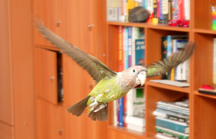 Brown Necked Parrot