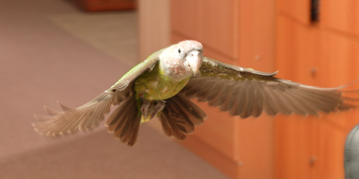 Photo of Cape Parrot