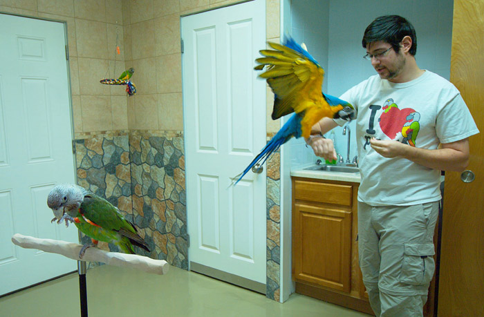 Parrots Flying