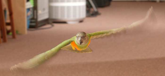 Senegal Parrot Flying