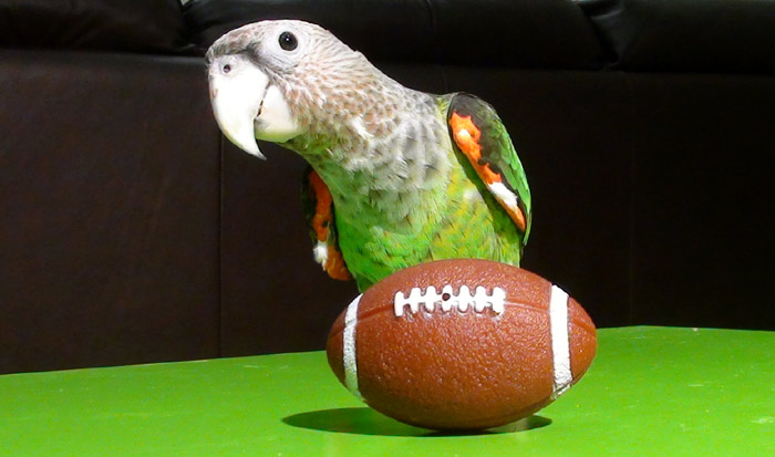 Parrot and Football