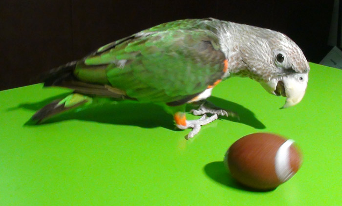 Cape Parrot Playing With Football