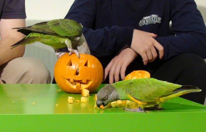 Senegal Parrot Halloween