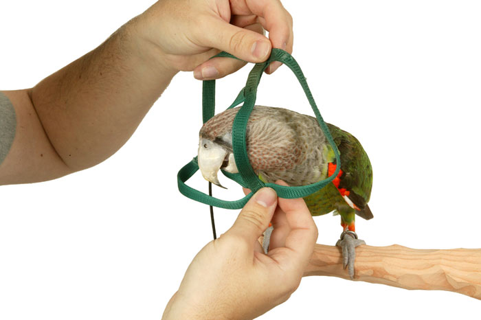 parrot belt