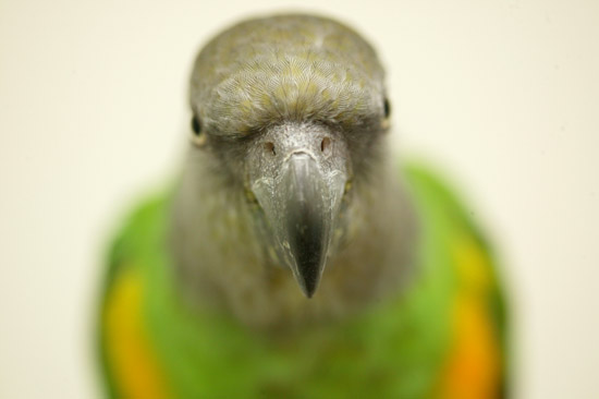 Senegal parrot best sale price at petco