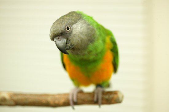 Senegal parrot shop price at petco