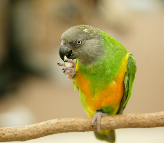 Senegal Parrot Toys 97