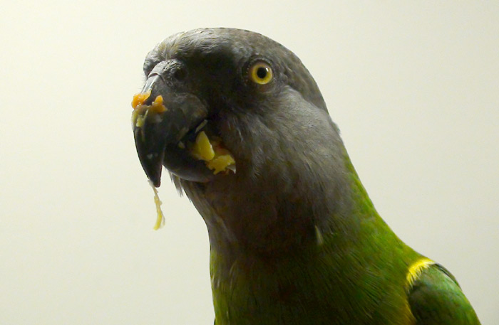 Senegal Parrot Covered in Corn