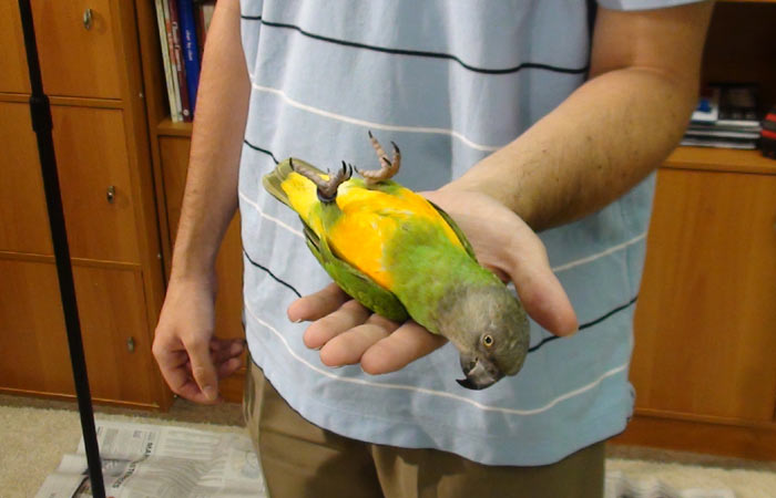 Senegal Parrot Lying on Back
