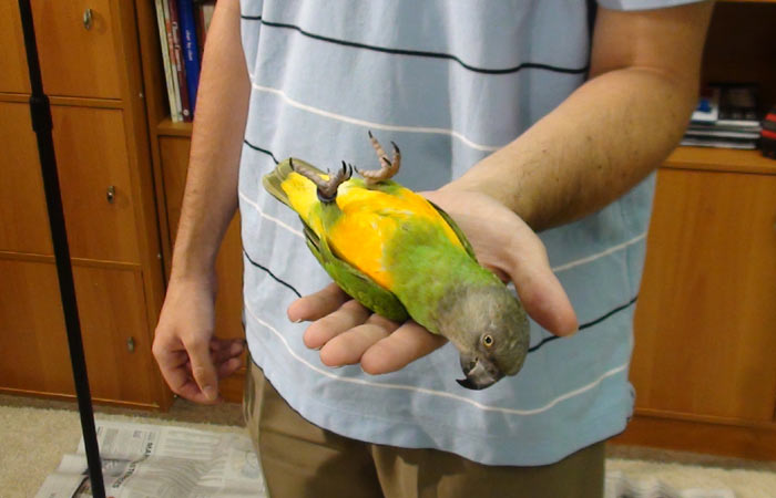 Parrot Back