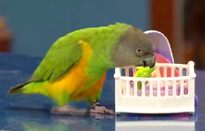 Parrot Puts Baby to Bed