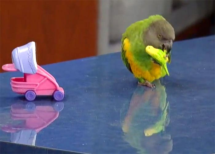 Parrot Performing